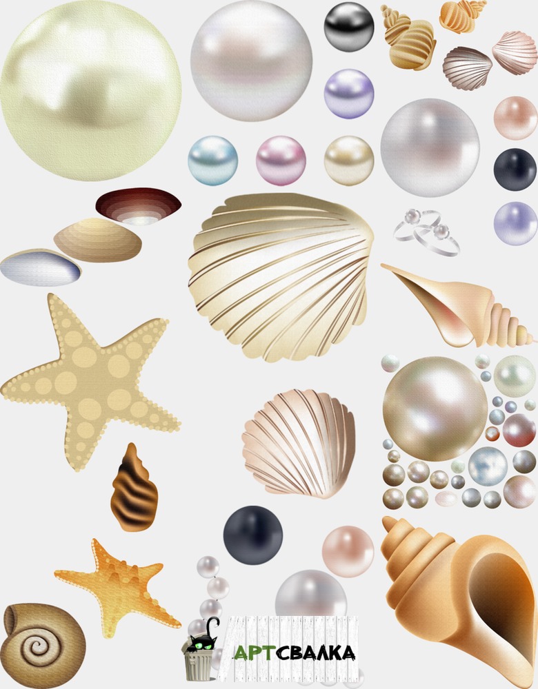 Ракушки и жемчуг на прозрачном фоне  | Shells and pearls on a transparent background
